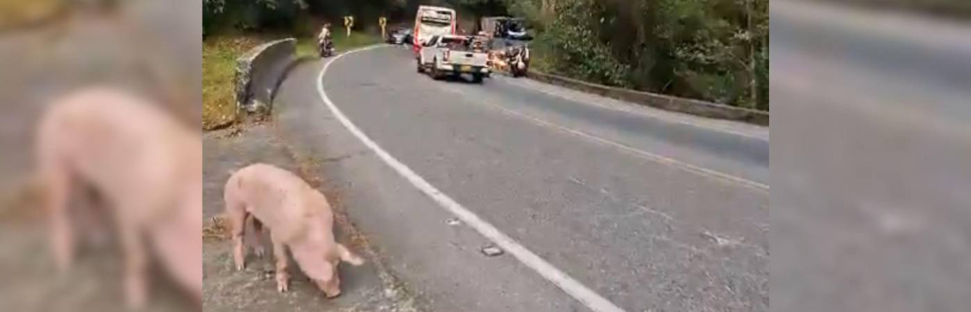 Los cerdos escaparon después del accidente en la vía Yarumal-Santa Rosa de Osos. FOTO: REDES SOCIALES