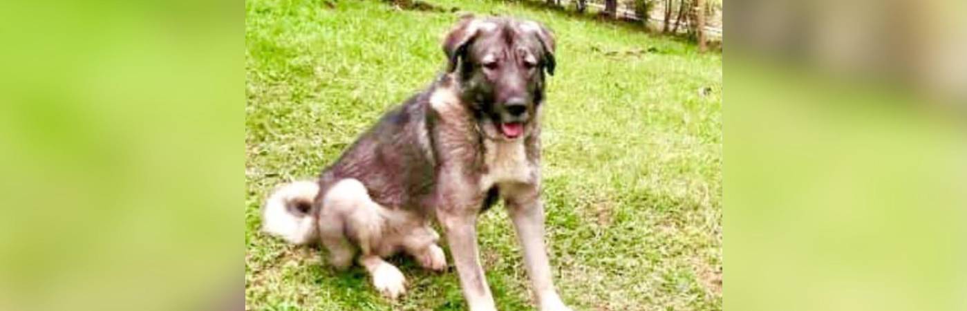 Él era Loky, un perro de raza pastor caucásico de 5 años. FOTO: CORTESÍA