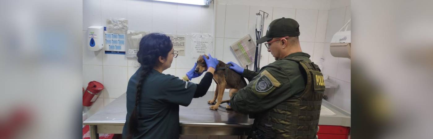 Perrito víctima de presunto maltrato en la Loma de los Bernal. /FOTO: POLICÍA NACIONAL