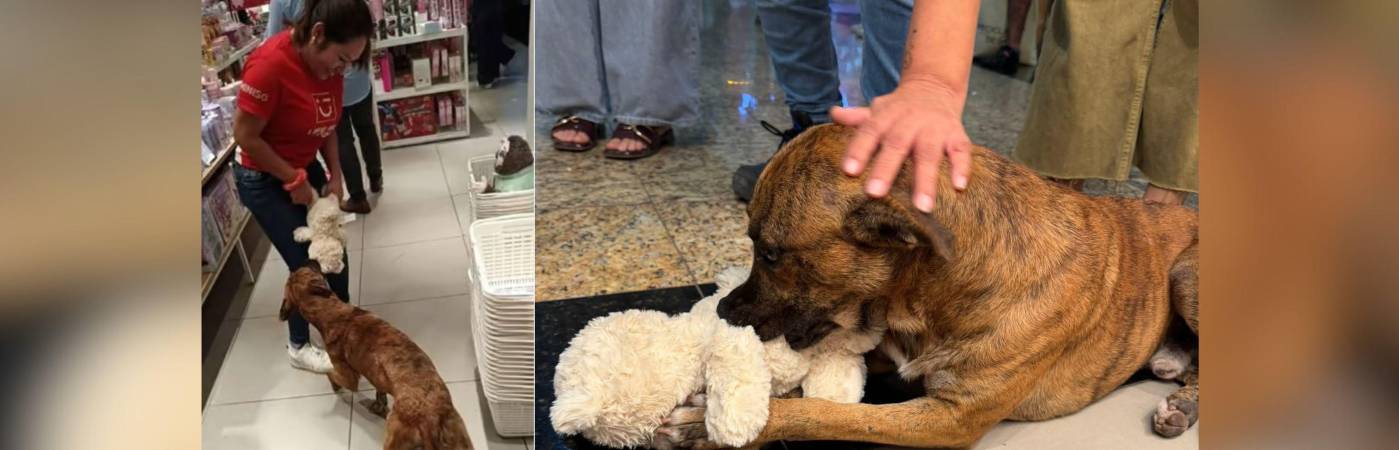 Perrito roba juguete en el Miniso. FOTO: REDES SOCIALES