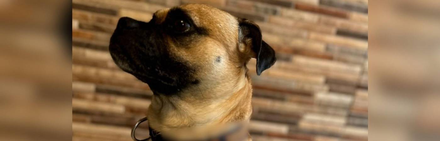 Este es Lucas, el perrito agredido en Envigado. FOTO: CORTESÍA
