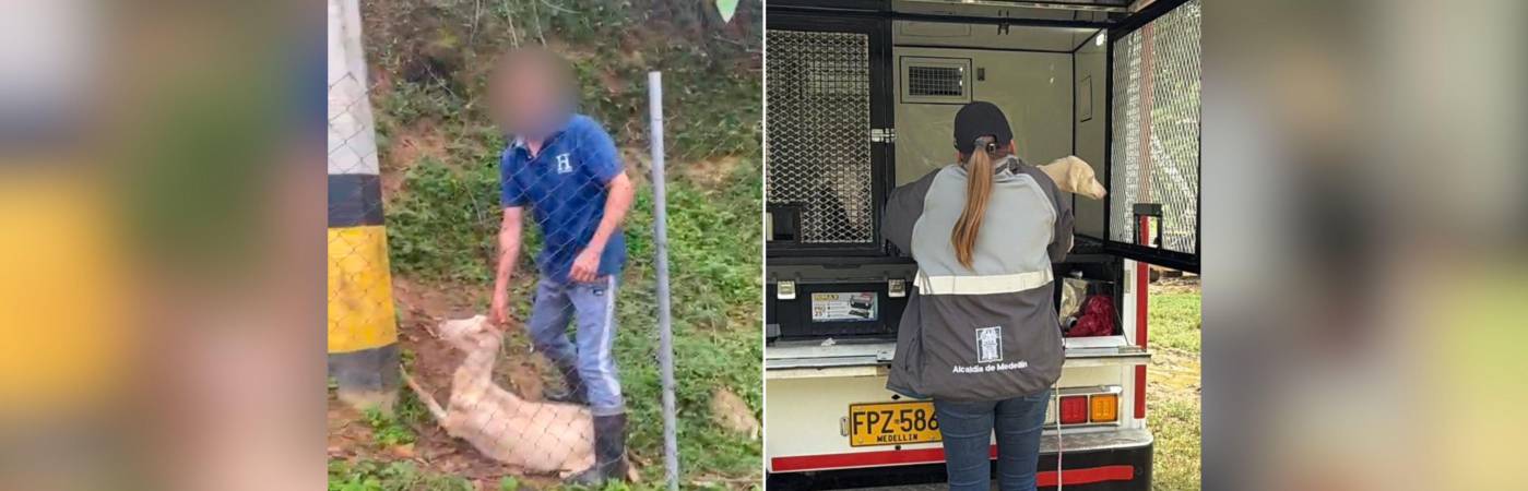 Imagen de la agresión y del rescate de los animales. FOTOS: CORTESÍA Y ALCALDÍA DE MEDELLÍN