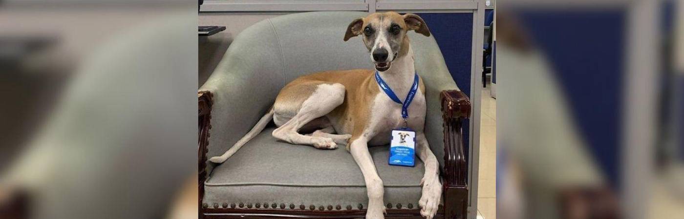 En el día de su cumpleaños número 7, Cope, la mascota de Copetran, se hizo viral en Colombia. / FOTO: CORTESÍA COPETRAN