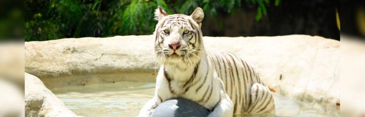 Vivió 21 años en el zoológico de Cali. / FOTO: INSTAGRAM @zoologicodecali