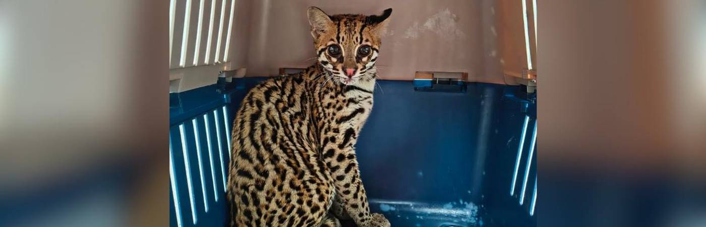 Ocelote de tres meses rescatado en Sabaneta. FOTO: ÁREA METROPOLITANA VALLE DE ABURRÁ 