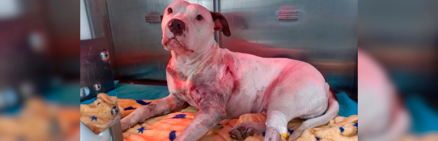 Benji estuvo hospitalizado, bajo monitoreo constante, y requirió una transfusión de sangre para sobrevivir. /FOTO: CORTESÍA