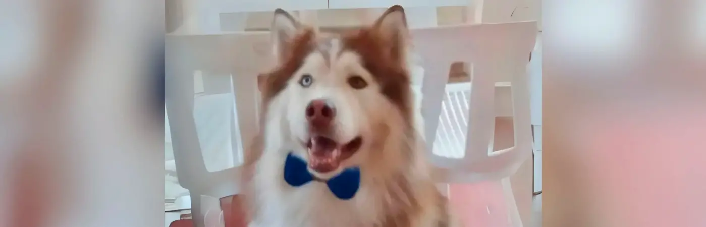 El perro de raza malamute de Alaska falleció en diciembre del año pasado. /FOTO: CORTESÍA