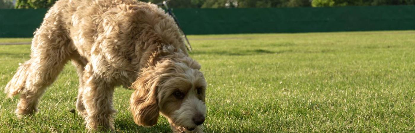 Tres mascotas habrían sido envenenadas en los últimos meses. FOTO: CANVA