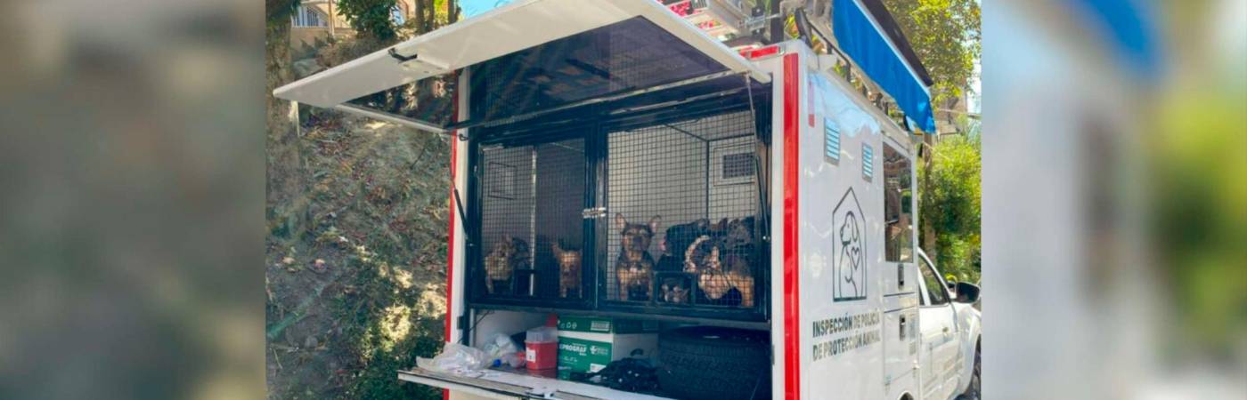 Los perros fueron rescatados en enero de este año. /FOTO: CORTESÍA