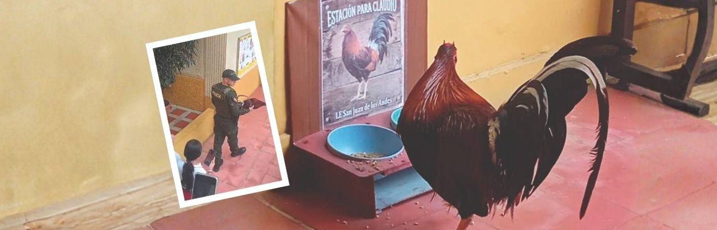 El gallo pudo regresar a comer en la ‘Estación para Claudio’, un espacio que le tienen reservado al animalito para que se alimente y beba agua. FOTO: CORTESÍA