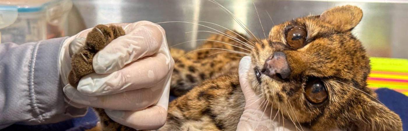 El animal se encuentra bajo vigilancia constante y con pronóstico reservado. FOTO: ALCALDÍA DE MEDELLÍN