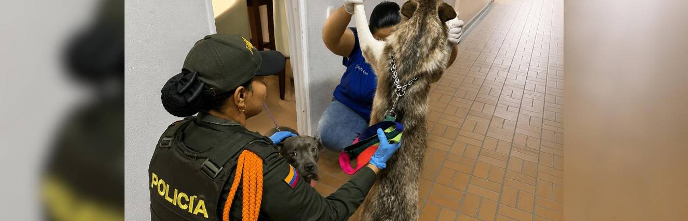 Momento de la revisión a los dos perros víctimas de presunto maltrato. FOTO: CORTESÍA ALCALDÍA DE BELLO
