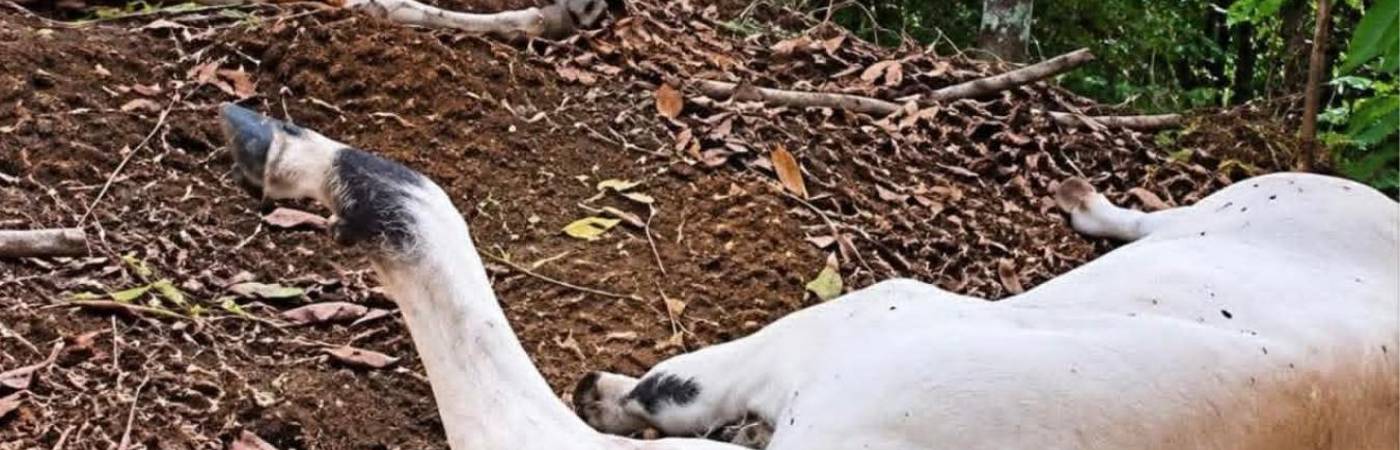 Reses muertas en el campo. FOTO: TOMADA DE FACEBOOK GABRIEL VILLA PÉREZ