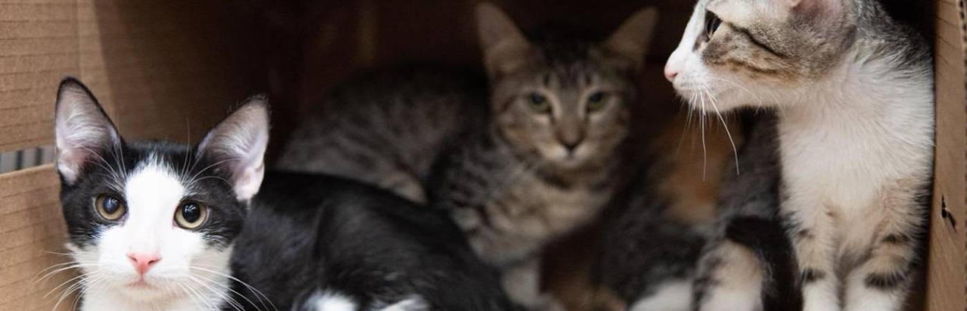 Serán más de 80 los animales disponibles para adoptar. FOTO: ALCALDÍA DE MEDELLÍN