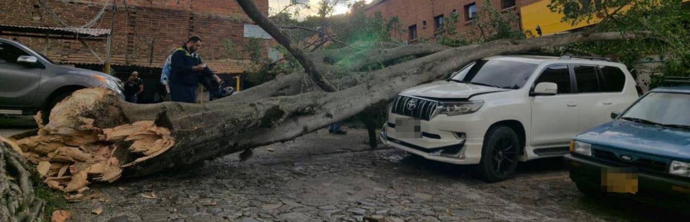 El árbol ya había recibido una evaluación en el 2023 por parte del Área Metropolitana. FOTO: ALCALDÍA DE BELLO
