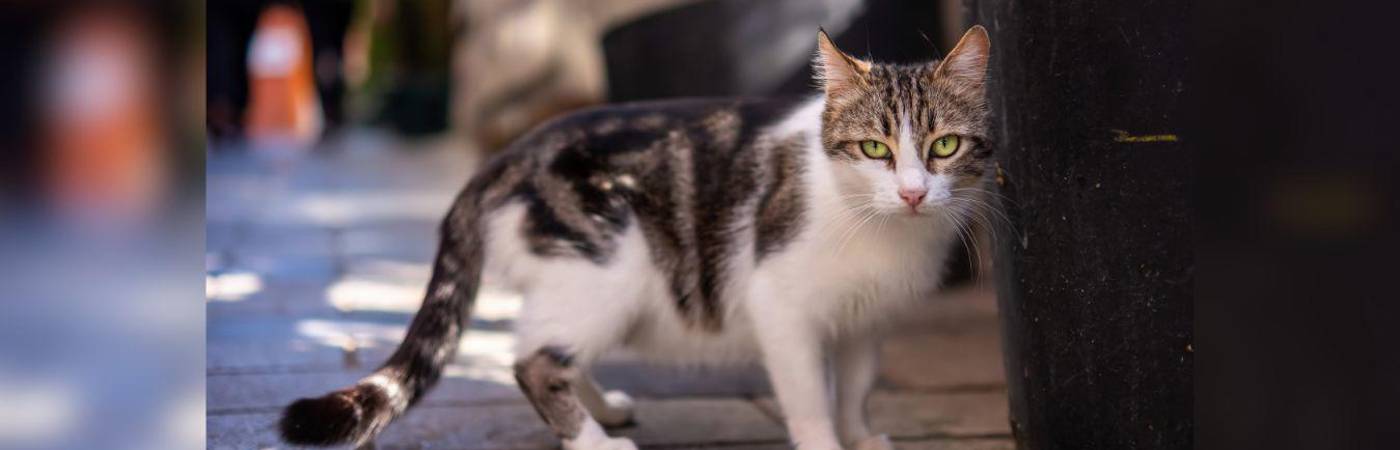 Entre más grande sea el saco primordial, más presente está su gen guerrero. ¿Qué tanto se le ve a su gato la bolsa primordial? FOTO: MAGNIFIC