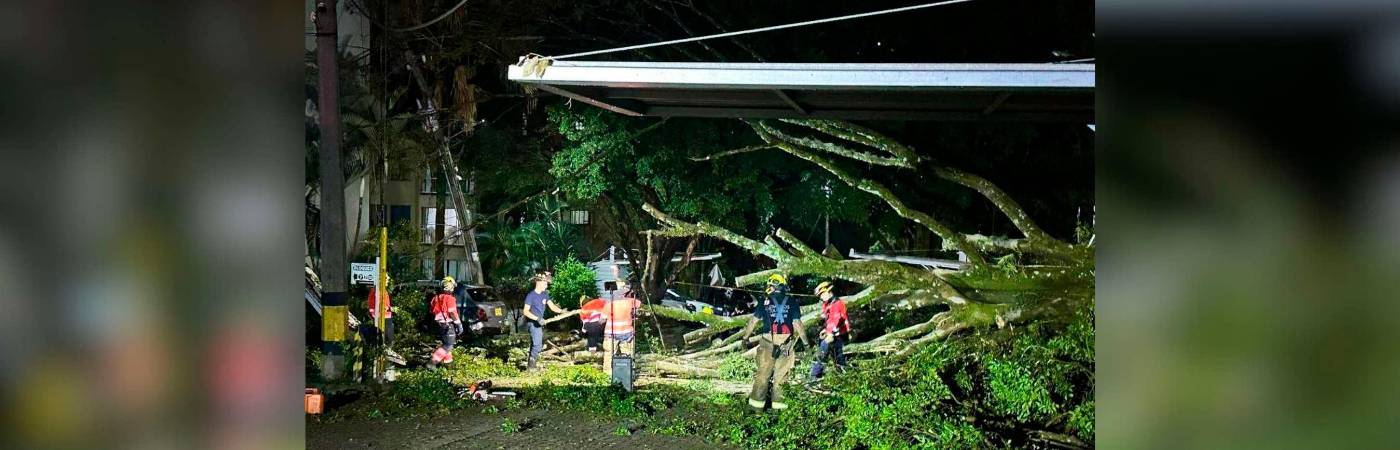Los bomberos cortaron el árbol con motosierras para retirarlo del lugar. /FOTO: DAGRD