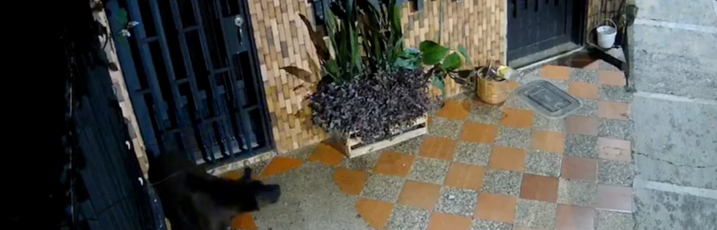 Perro maltratado en El Peñol, Oriente antioqueño. / FOTO: CAPTURA DE VIDEO
