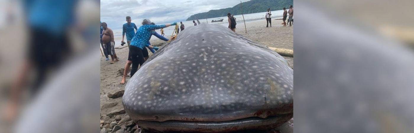 El tiburón ballena encalló en el Chocó. FOTO: X DE PLATAFORMA ALTO