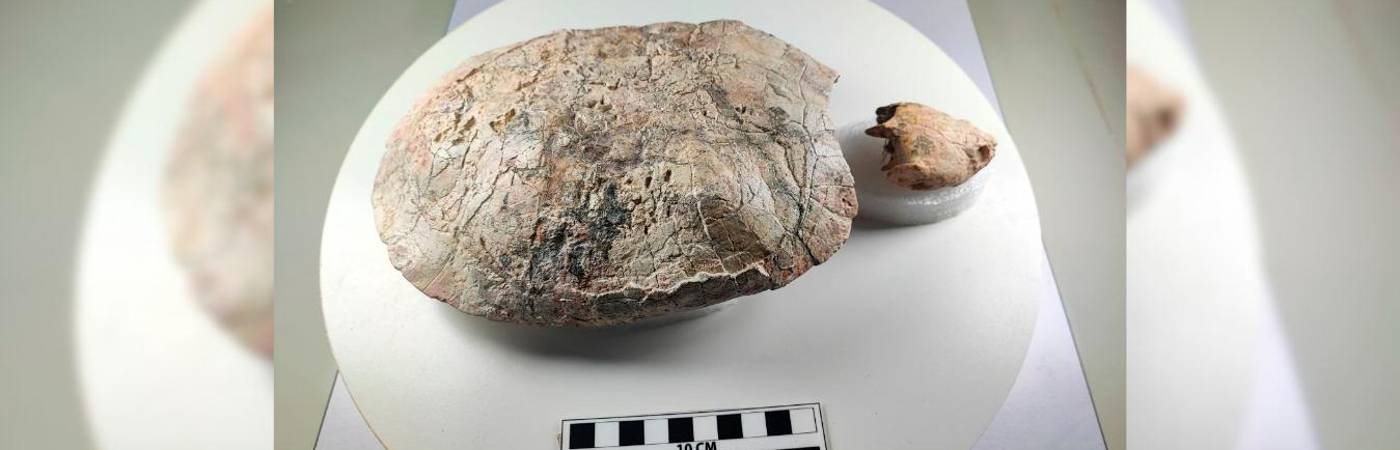 Este fue el fósil de tortuga de 13 millones de años que encontraron en el Desierto de la Tatacoa, en Villavieja, Huila. FOTO: MUSEO LA TATACOA