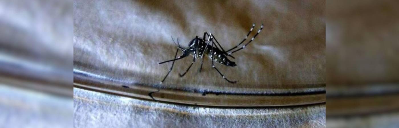 El mosquito del dengue deposita sus huevos en agua acumulada. En pocos días pasan de larvas a mosquitos adultos, un proceso que se acelera con el calor. FOTO: COLPRENSA.