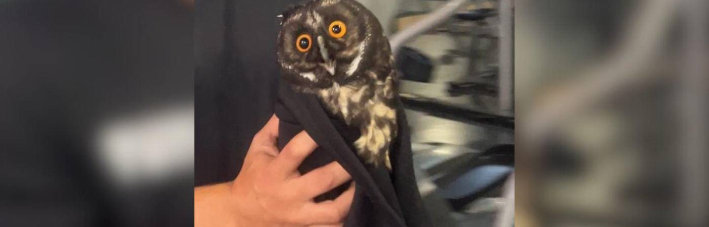 El animal fue rescatado por la Universidad CES y el Área Metropolitana. FOTO: ÁGUEDA VILLA