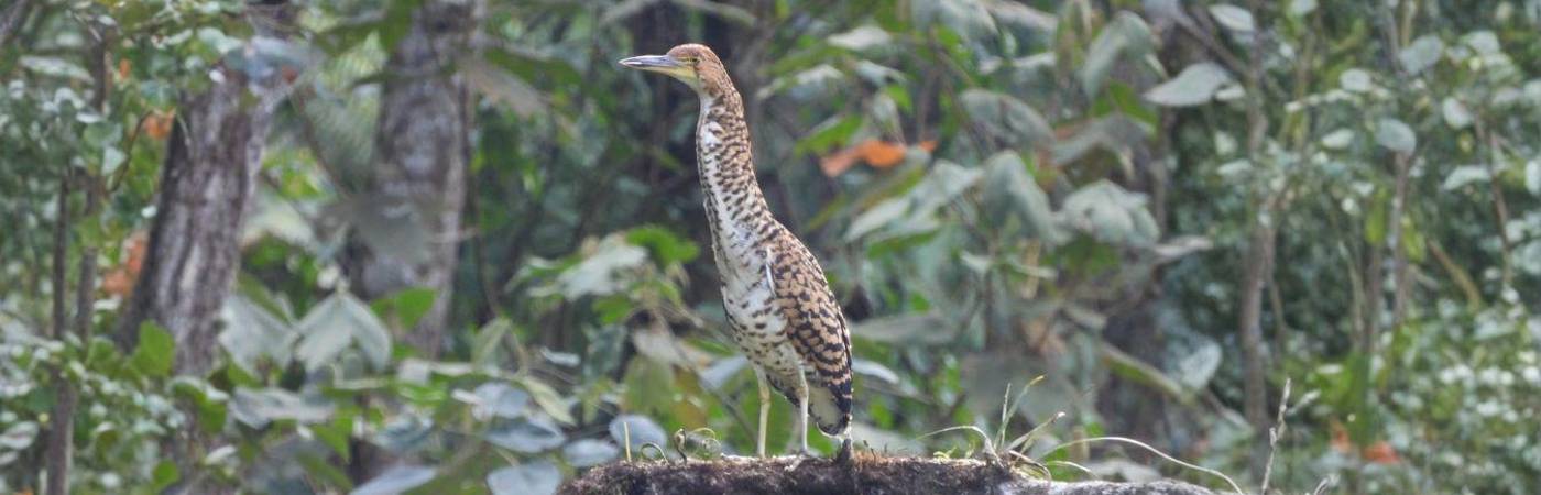 Su presencia en el Alto de San Miguel da indicios de que el lugar ofrece condiciones favorables para el hábitat y desarrollo de su especie. FOTO: ALCALDÍA DE MEDELLÍN.