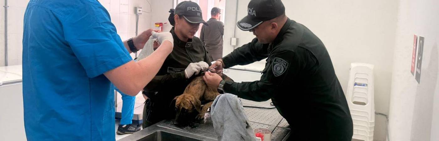 El perro fue atendido inicialmente por veterinarios de la Policía. / FOTO: CORTESÍA POLICÍA ANTIOQUIA