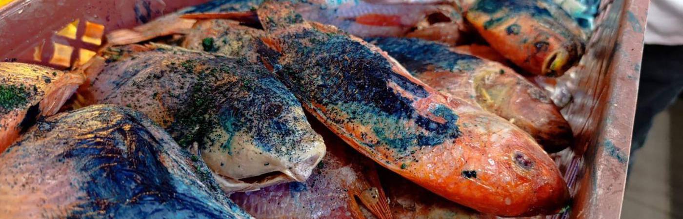 Este pescado no cumplía con las condiciones sanitarias. FOTO: ALCALDÍA DE BELLO