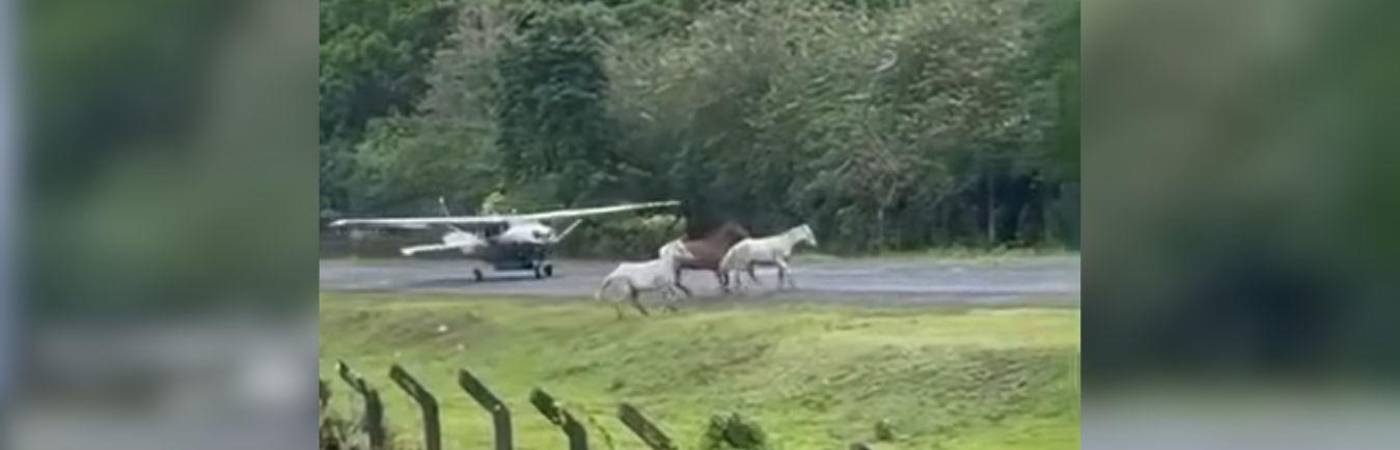 Sucedió en cuestión de segundos; el piloto logró esquivar a los animales. FOTO: CAPTURA DE VIDEO EMISORA BRISAS DE ACANDÍ