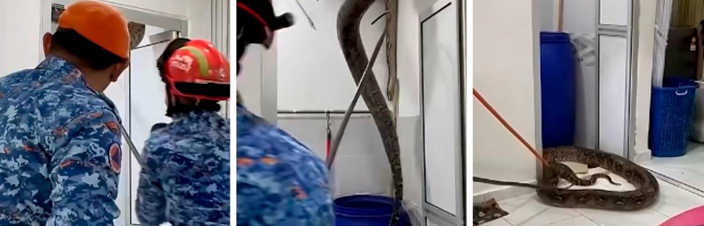 Momento en el que los bomberos rescatan la pitón. FOTOS: TOMADAS DE VIDEO 