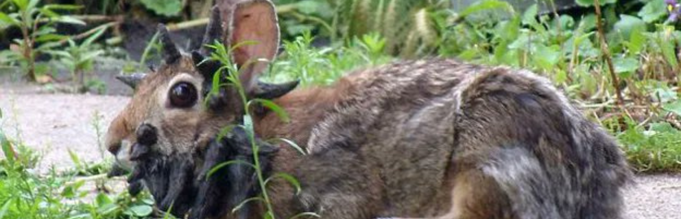 / FOTO: X @TNoticiasMexic1