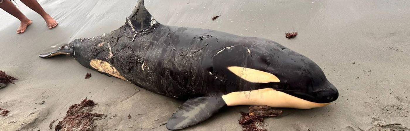 Las causas de varamiento de la orca son materia de investigación. FOTO: FACEBOOK PUERTO ESCONDIDO - CÓRDOBA - COLOMBIA