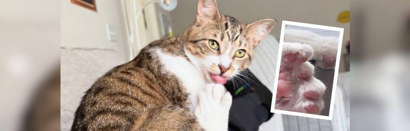 Su dueña asegura que a pesar de esta increíble característica, el gato lleva una vida completamente normal. FOTO: INSTAGRAM @GUINNESSWORLDRECORDS