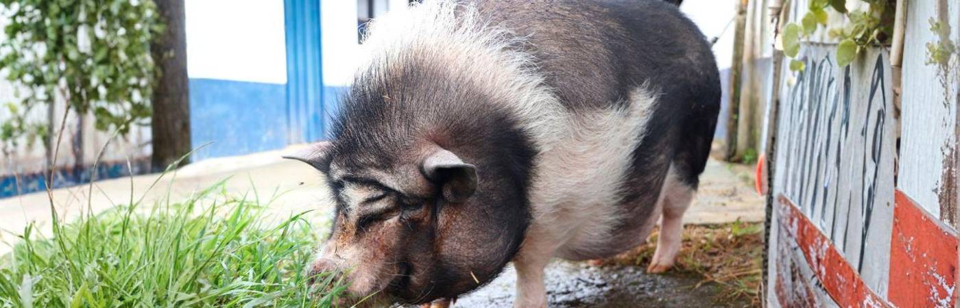 Ella es Cábala, la cerdita vietnamita que está buscando un hogar hace dos años. FOTO: CORTESÍA ALCALDÍA DE MEDELLÍN