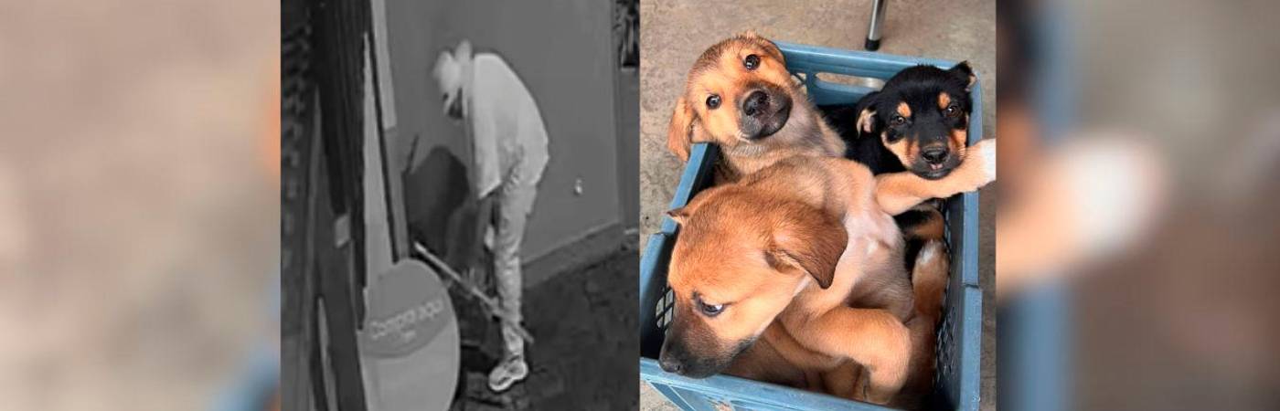 Al fondo se ve cuando el hombre los va soltando en la caja. Estos son los tres cachorros rescatados (foto detalle). FOTOS: CORTESÍA ALCALDÍA DE RIONEGRO