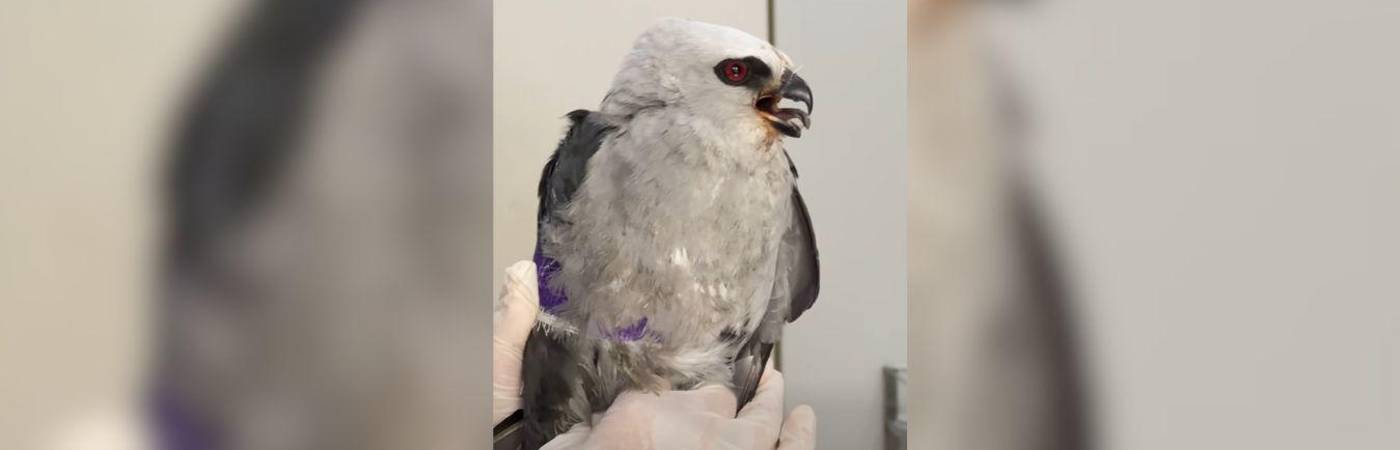 La especie migra de Estados Unidos a Argentina; Colombia es lugar de tránsito, descanso y alimentación durante su recorrido. FOTO: CAPTURA DE VIDEO CORNARE