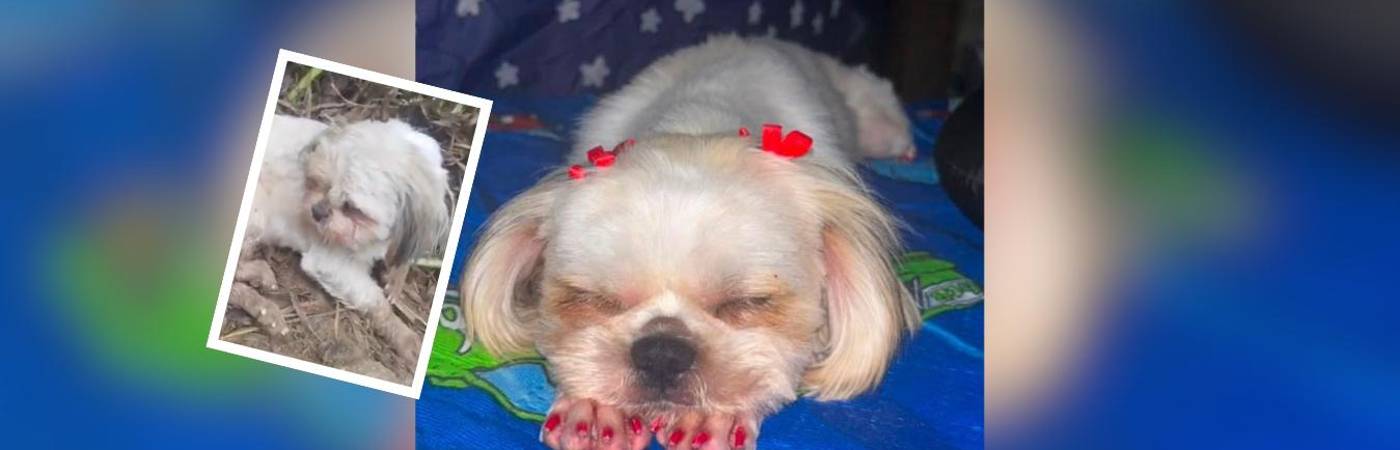 Ella era la Luna, la perrita que falleció tras ser víctima de presunto abuso sexual en San Roque (detalle). FOTO: TOMADA DE INSTAGRAM