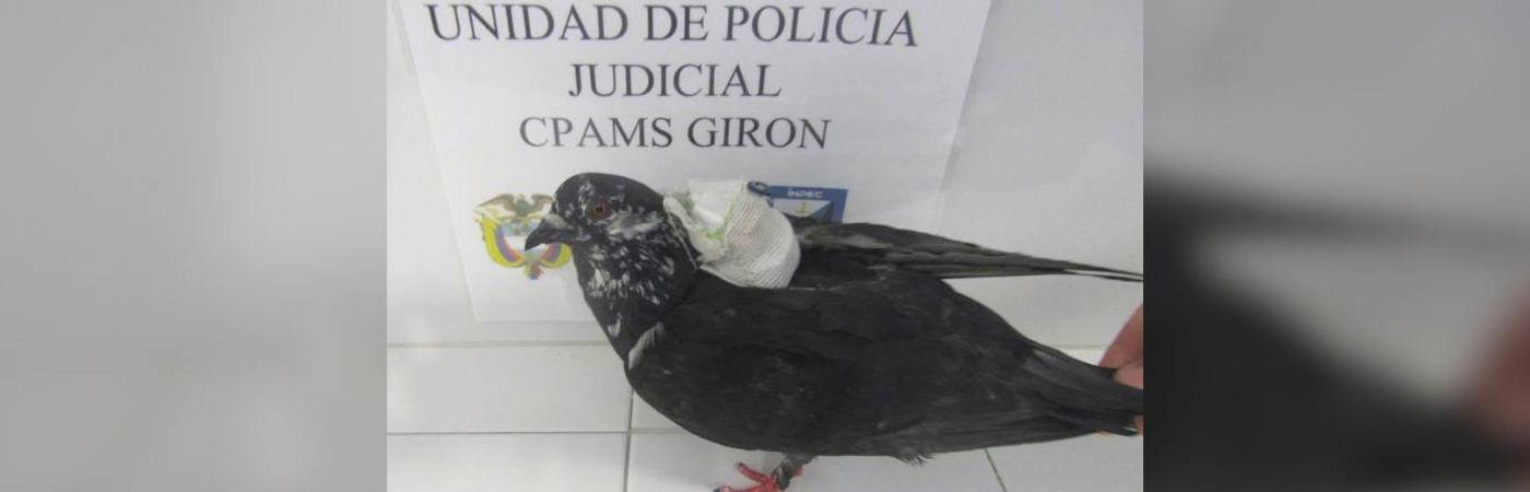 Usuarios en redes sociales piden sanción a los responsables cuando los encuentren. FOTO: X @PILARESCOBARBX