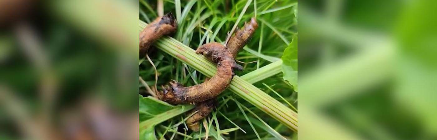 La Alcaldía del municipio envió profesionales para solucionar el problema. FOTO: CAPTURA DE VIDEO TELEANTIOQUIA.