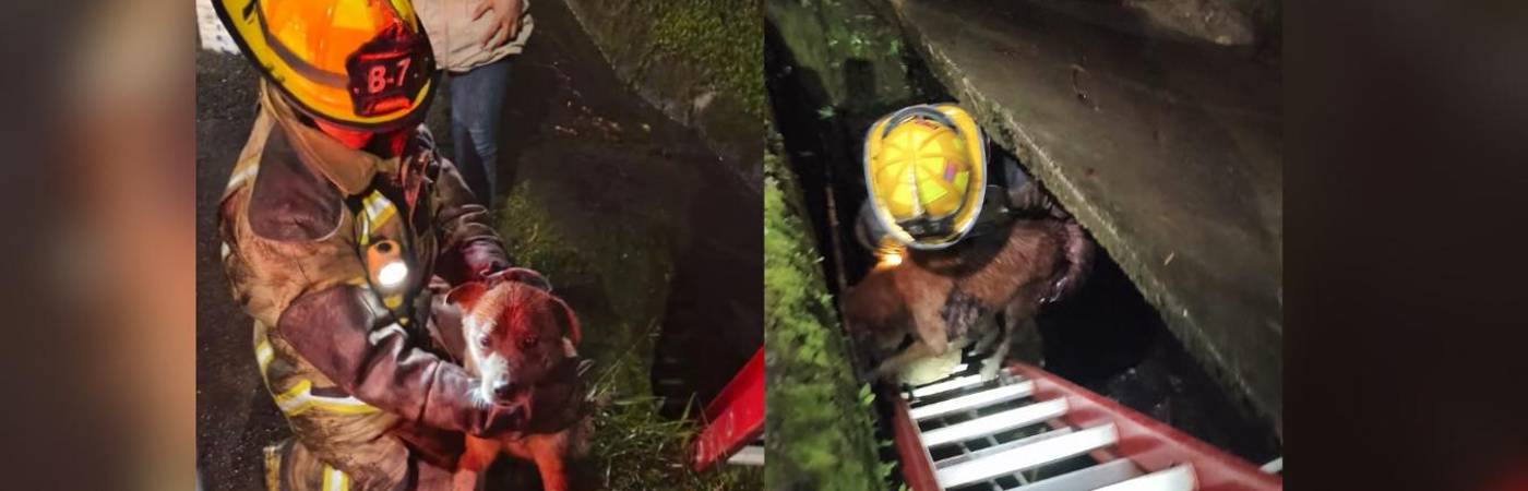 Perrito rescatado en La Estrella. FOTO: CORTESÍA CUERPO DE BOMBEROS DE LA ESTRELLA