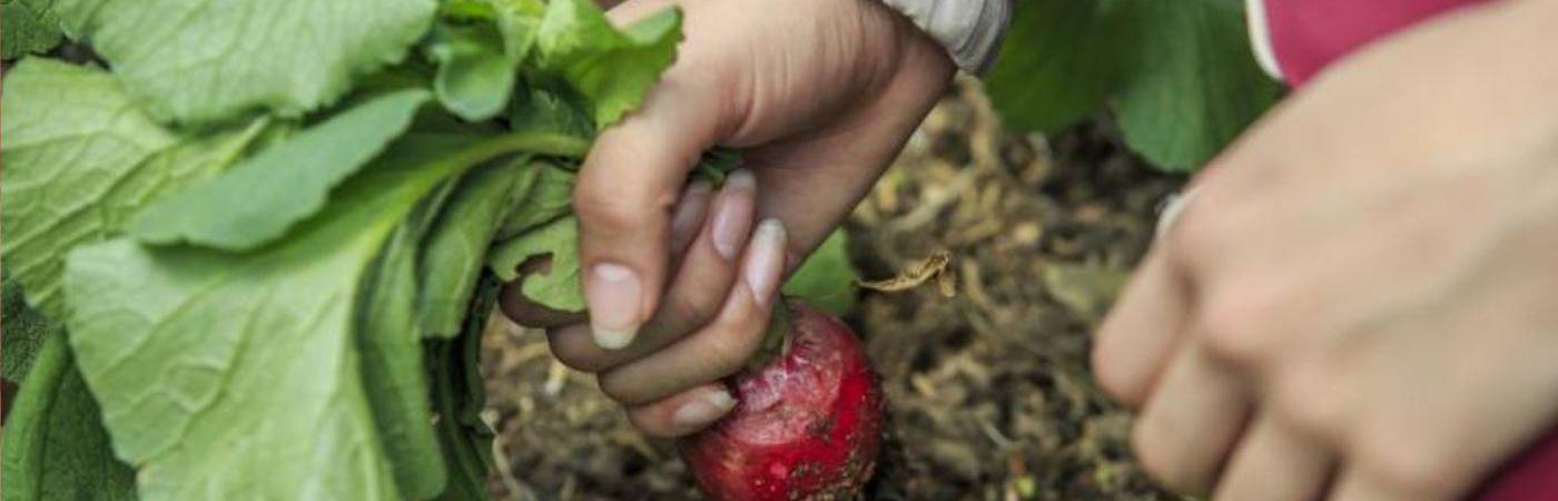 Hay incentivos económicos para 25 de los 200 seleccionados. FOTO: CAMILO SUÁREZ