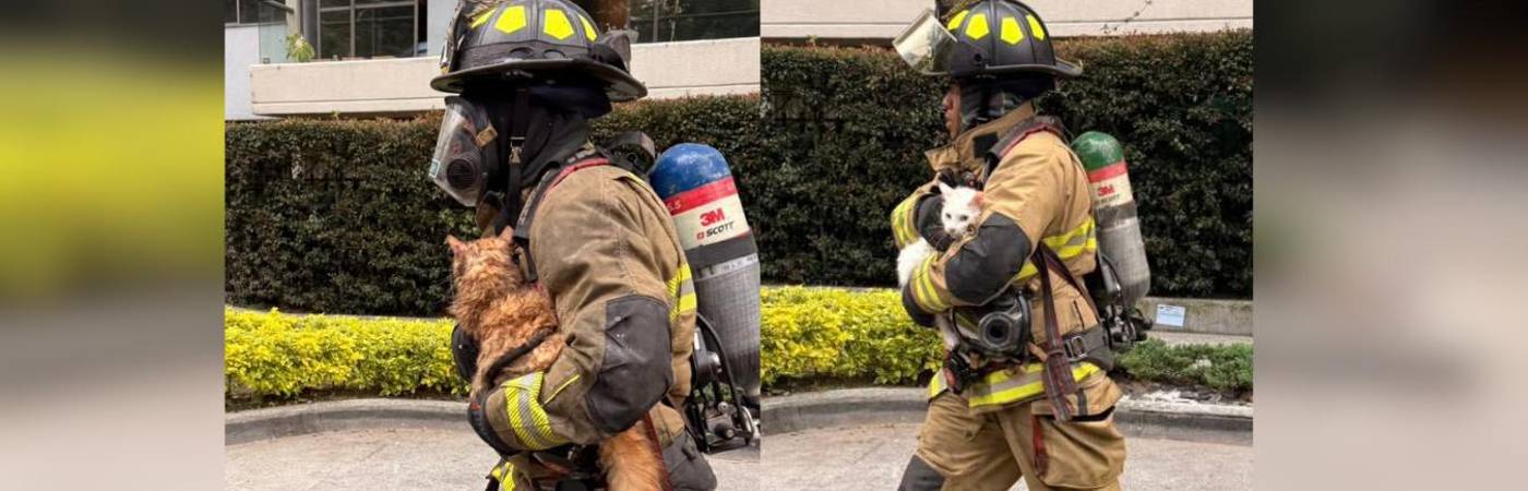 Bomberos rescatan a gaticos de incendio en la Loma de los Bernal. FOTO: @FICOGUTIERREZ