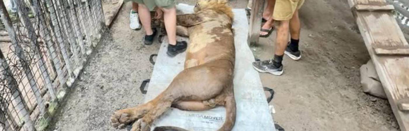 Viajaron por tierra, mar y aire con todos los cuidados necesarios. FOTO: INSTAGRAM @TURPENTINECREEK