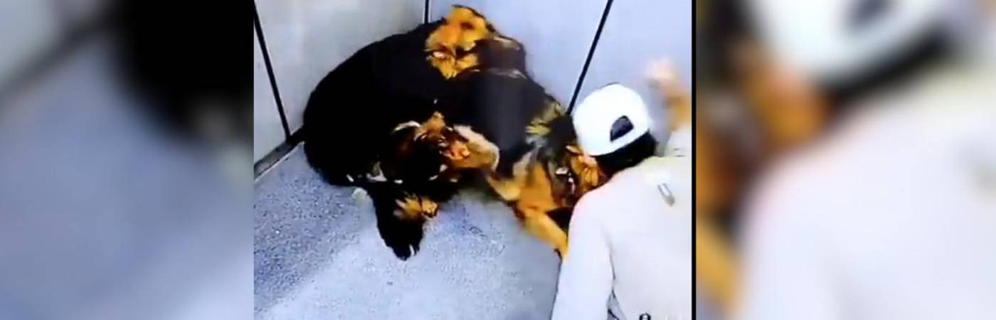 La comunidad denunció a las autoridades los hechos. /FOTO: TOMADA DE VIDEO