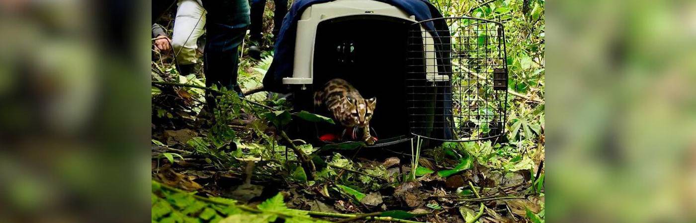 Su liberación fue controlada por el equipo del CAVR en zona boscosa del territorio Aburrá Sur. FOTO: CORTESÍA ÁREA METROPOLITANA