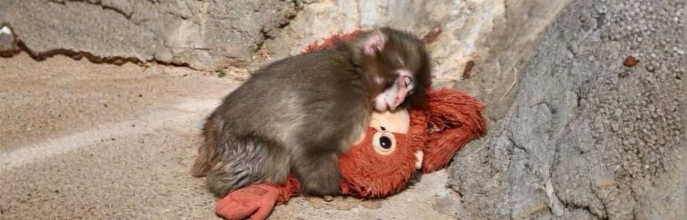 Hay un mono en especial que lo aceptó: por eso lo sigue a todas partes. FOTO: INSTAGRAM @ICHIKAWA_ZOO