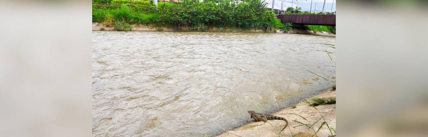 El río Medellín a la altura de Parques del Río. FOTO: ALCALDÍA DE MEDELLÍN