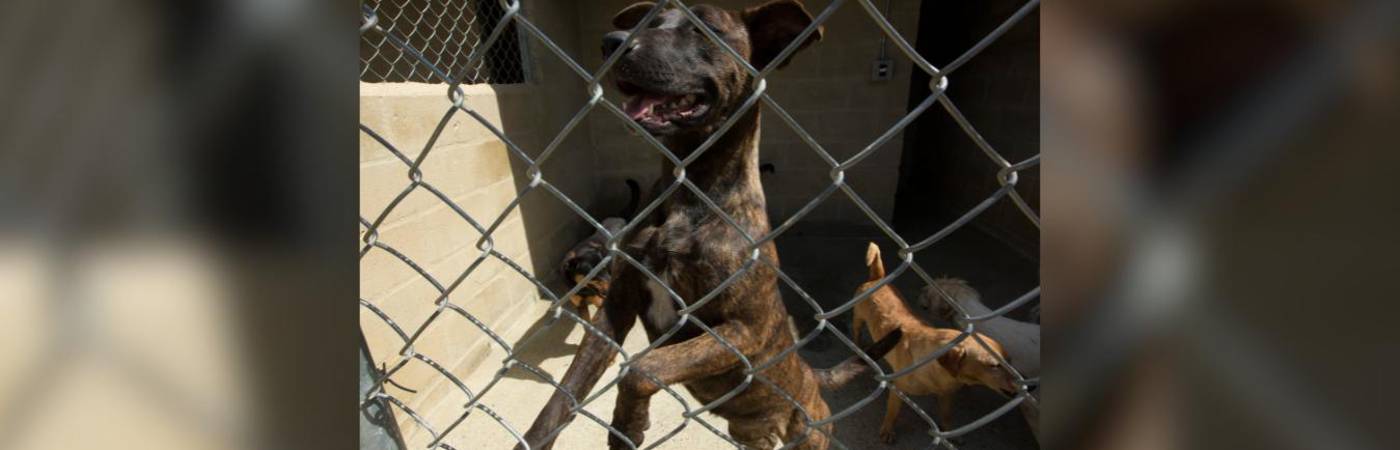 Se desconoce el estado de salud del perro afectado. Imagen no relacionada para ilustrar la nota. /FOTO: EDWIN BUSTAMANTE