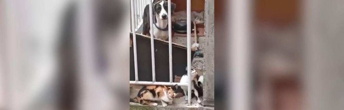 Los animales no han sido rescatados hasta el momento. FOTO: CORTESÍA